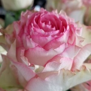 Meet your Posher, Anne